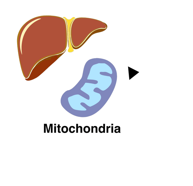 Urea cycle and organs responsible for the process