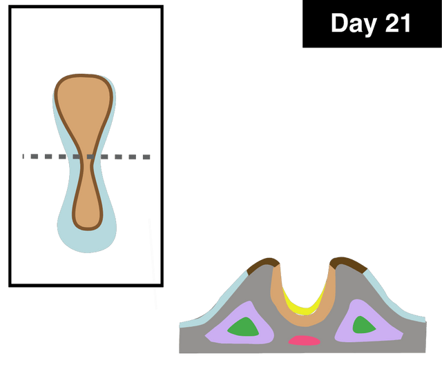 CNS formation naming