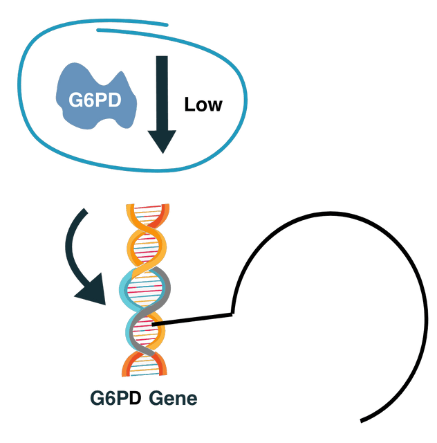How Glucose-6-phosphate dehydrogenase enzyme deficiency leads to hemolytic anemia