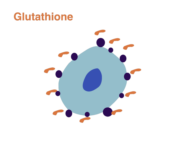Glutathione helps to neutralize free radicals