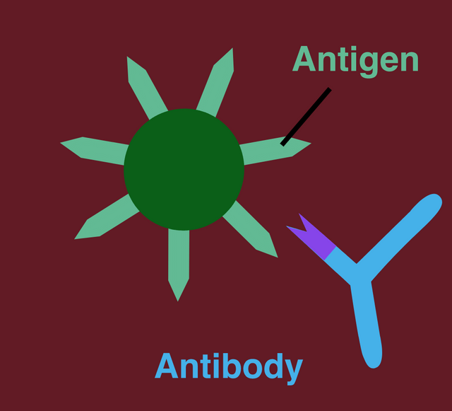 Antibodies