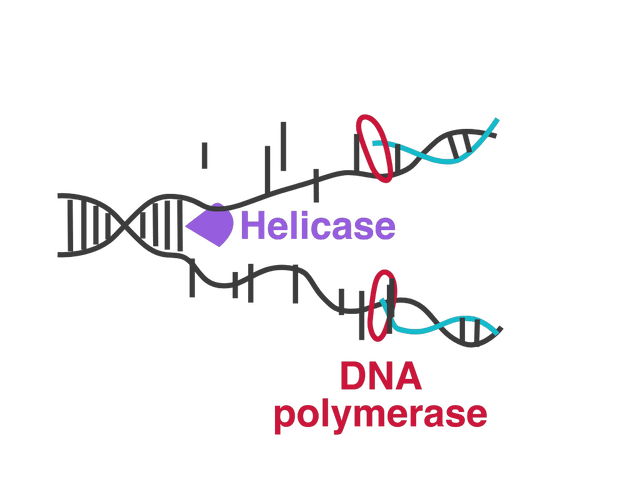 Which enzyme unwinds the DNA template to begin DNA replication?
