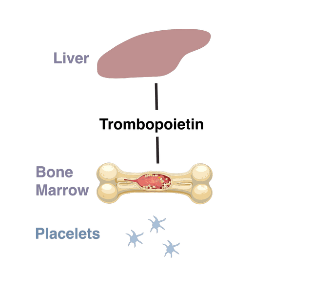 TPO - Thrombopoietin