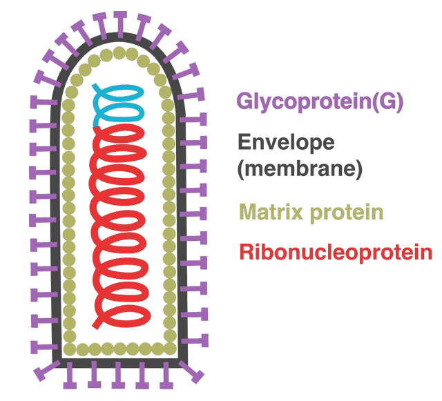 Rabies virus morphology