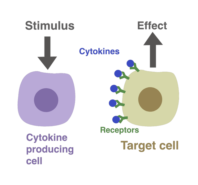 Cytokines - Stimulus and effect