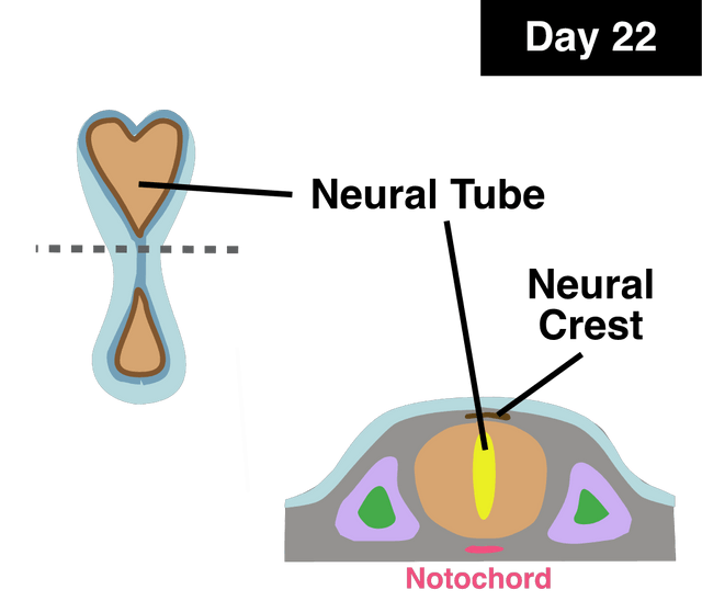 CNS formation naming 2