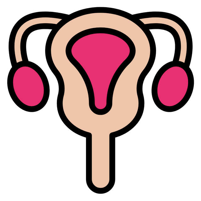 Uterus